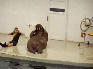 funny-gifs-walrus-workout