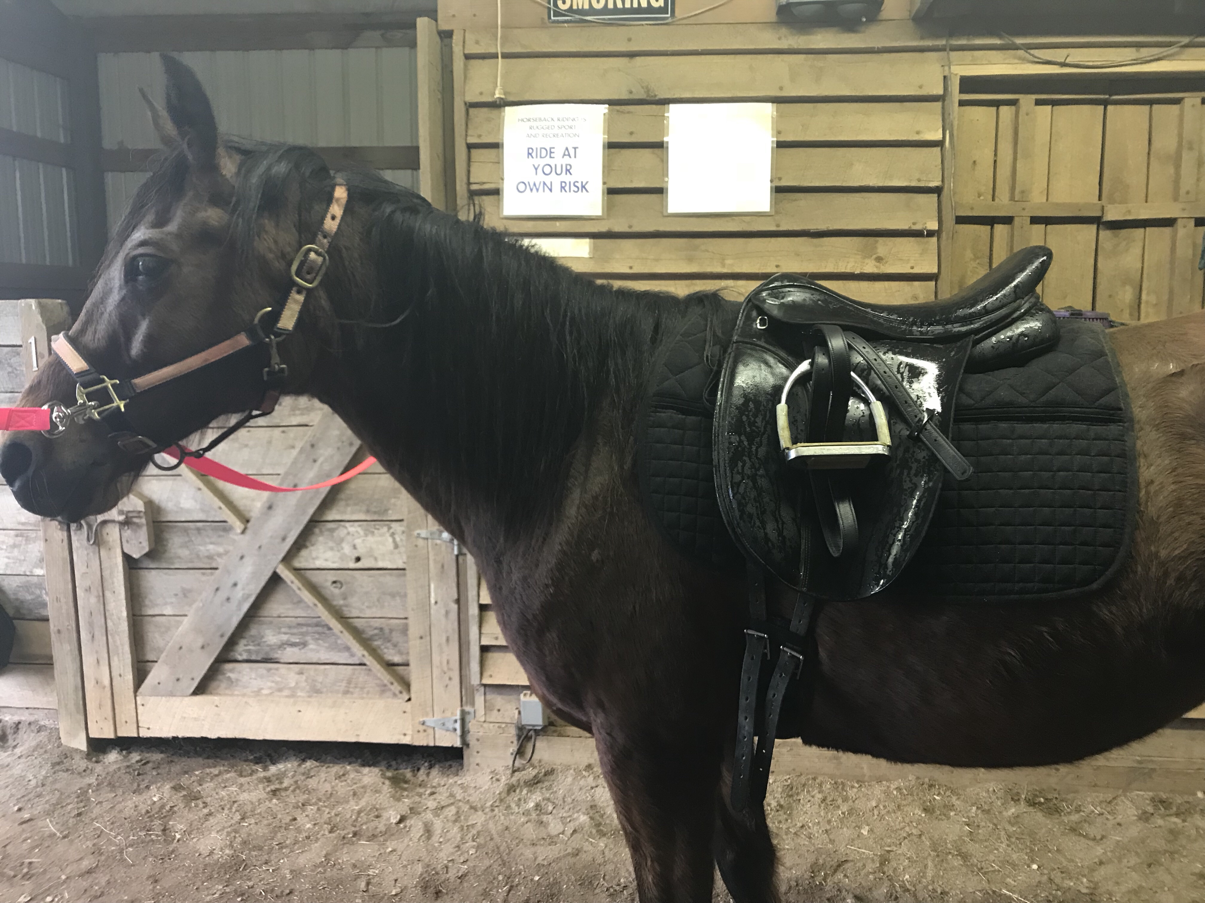 Quarter 1 Goal Check In – The Roaming Rider