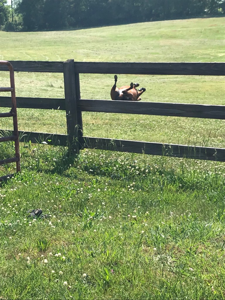 Gemmie enjoyed rolling in the freshly mowed pasture after her breakfast